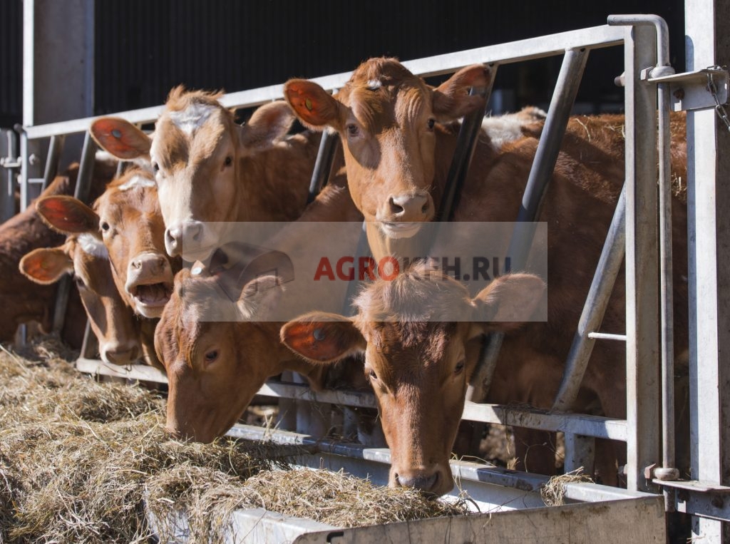 Обустройство мини-фермы для коров