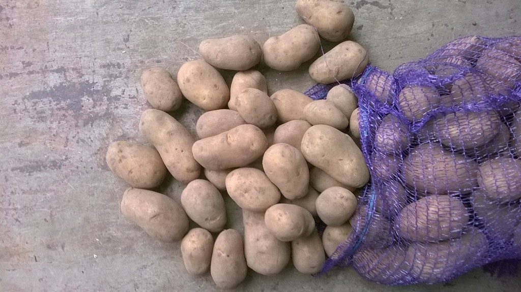 Условия хранения картофеля в овощехранилище